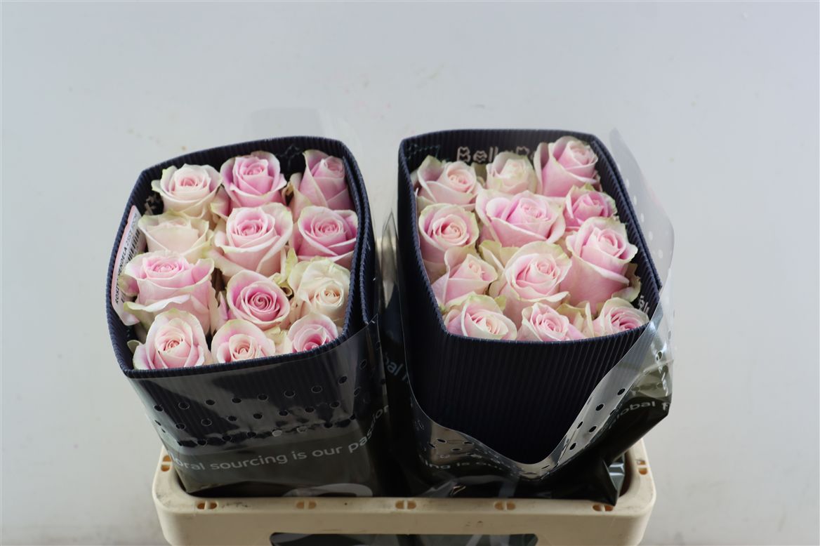 FeedSync:wholesale:53613b485e8014664b8fcdacd730799ebc397b9f