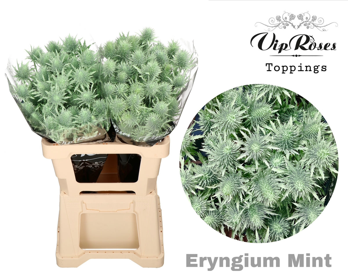 FeedSync:wholesale:225733a9f86b7ac01b508cfbb79e41edcca14e8f