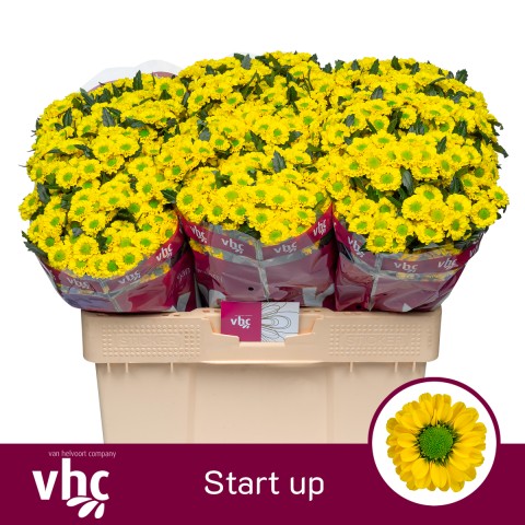 Santini Chrysanthemum - Chrysanthemum - AAA Startup