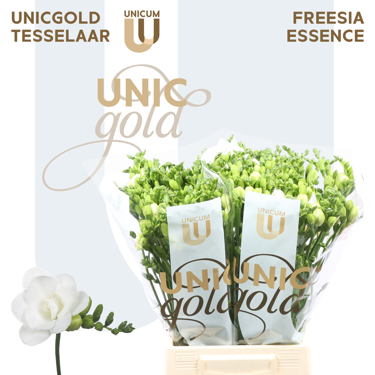FeedSync:wholesale:22c86a7cd459c9b6f1947df71bfb64284bbdc34d