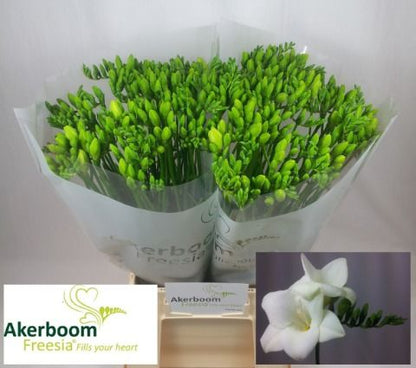 FeedSync:wholesale:e12d11f8f41e28489689dbd47daaaa03cd69b1c5