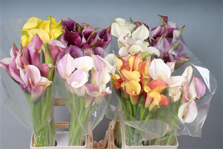 FeedSync:wholesale:8e91f230effae6daacb3c0cb04cb794fb0acff9b