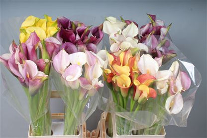 FeedSync:wholesale:8e91f230effae6daacb3c0cb04cb794fb0acff9b