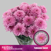 Chrysant Spray Fabienne Sweet