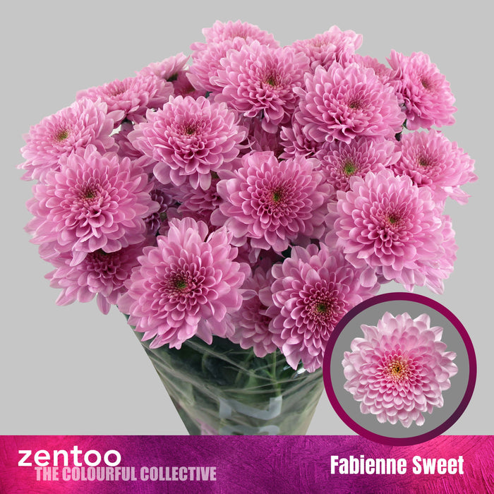 Chrysant Spray Fabienne Sweet
