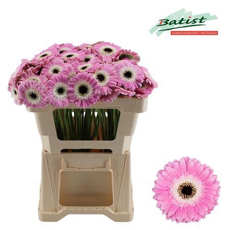 Germini - Gerbera - Tahiti