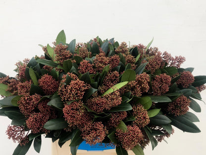 Skimmia Japonica Rubella Bs