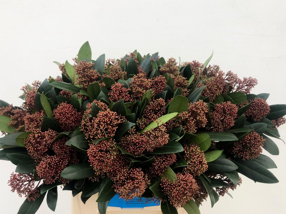 FeedSync:wholesale:a95a746c61835dcaacddb986d04ae91a37c7791d