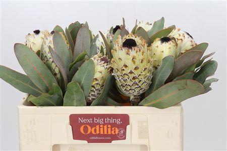 Protea - Protea Barbigera - Ice Queen