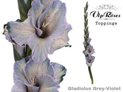 Gladiolus Violet
