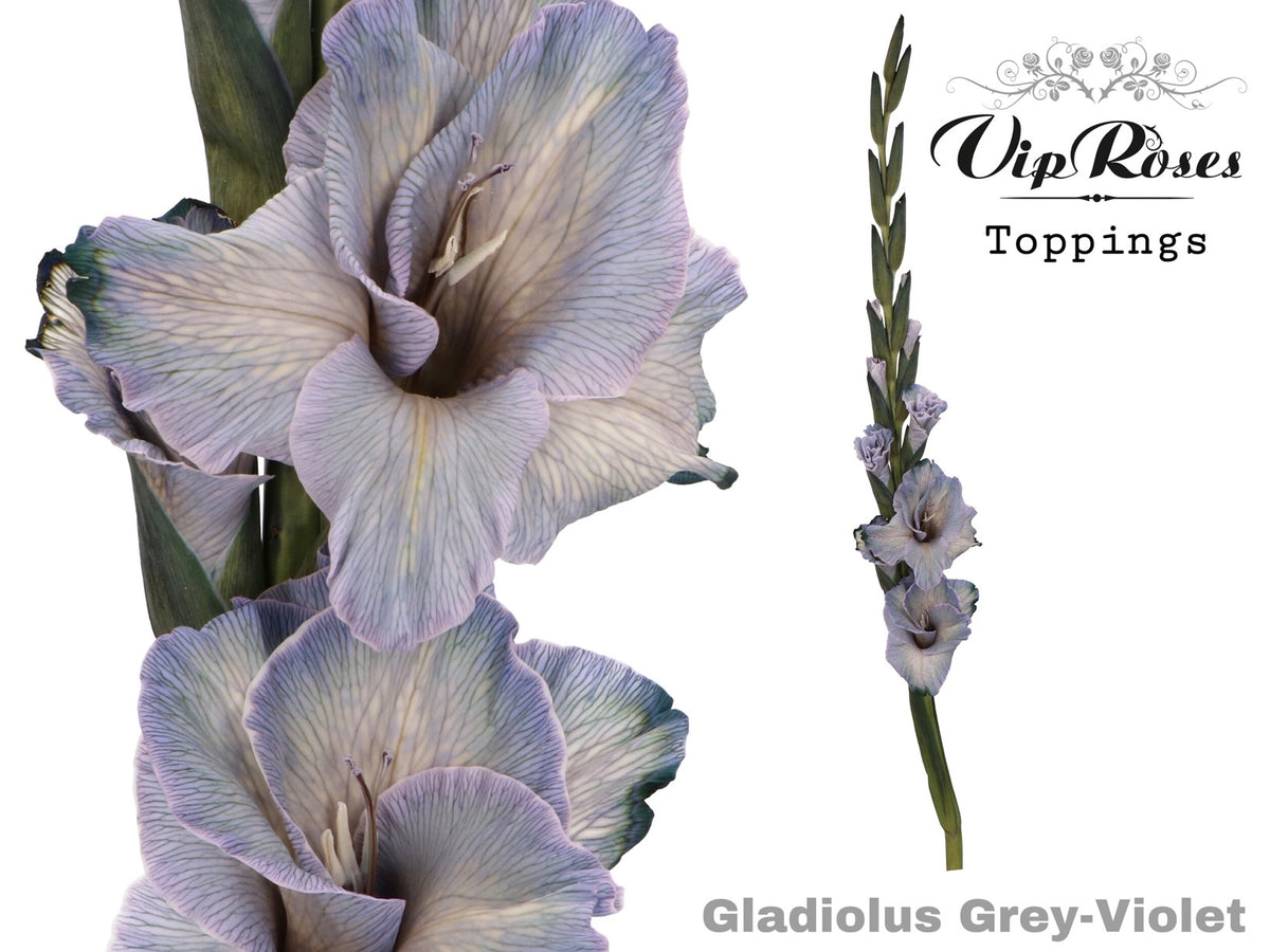 Gladiolus Violet