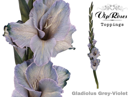 Gladiolus Violet
