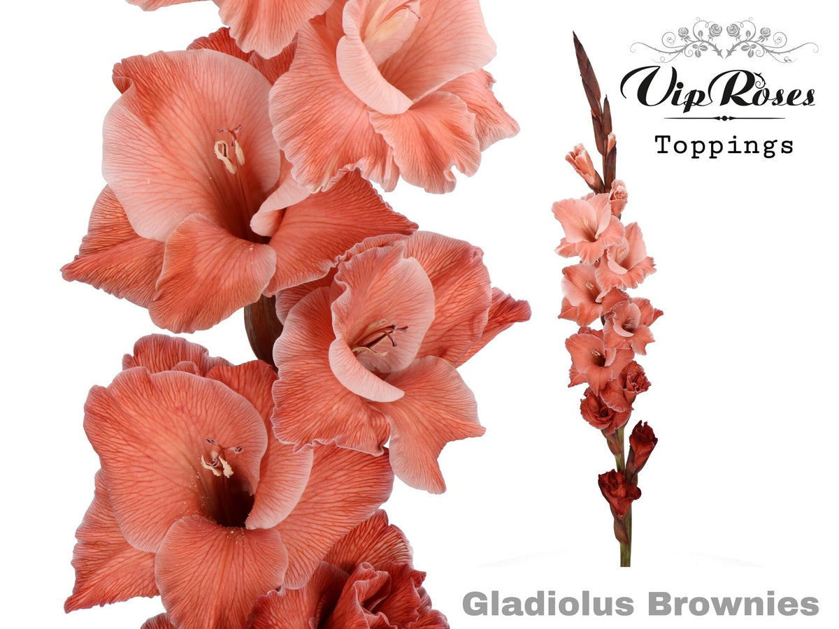 Gladiolus Brownies