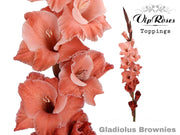 Gladiolus Brownies
