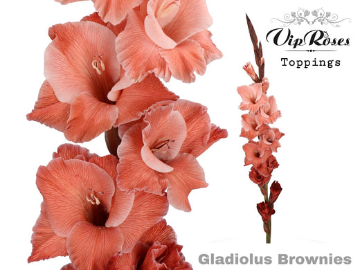 Gladiolus Brownies