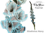 Gladiolus Navy
