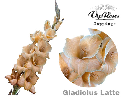 Gladiolus Latte