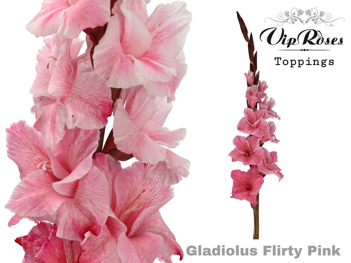 Gladiolus Flirty Pink