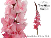 Gladiolus Flirty Pink