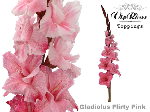 Gladiolus Flirty Pink
