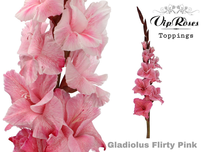Gladiolus Flirty Pink
