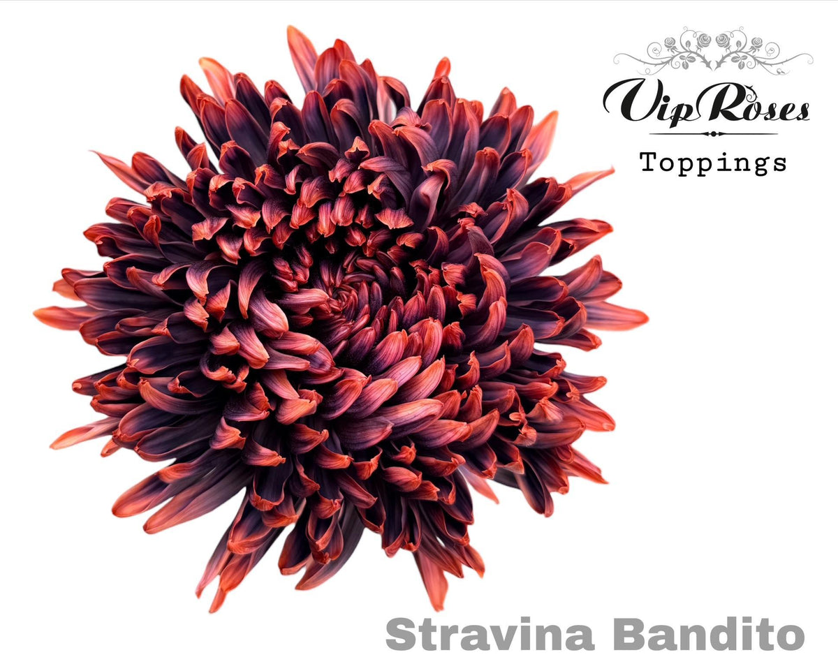 Disbudded Chrysanthemum - Chrysanthemum - Stravina H%