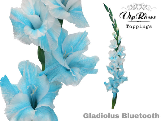 Gladiolus Bluetooth
