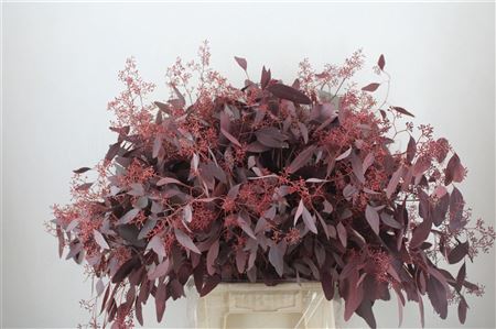 Eucalyptus Populus Berry Red
