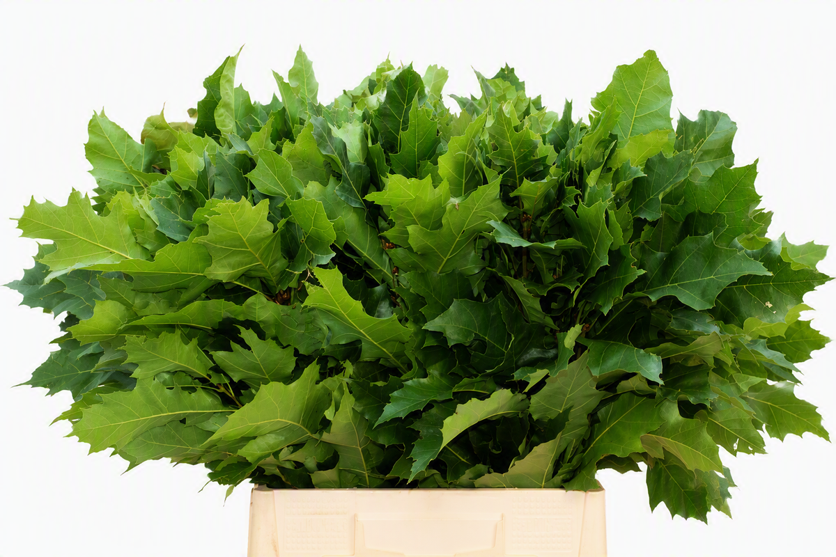 FeedSync:wholesale:3751d169f6dd0204820c4e5d821db3874449a29a