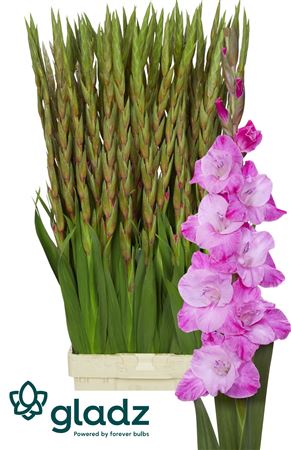 Gladiolus Rosette