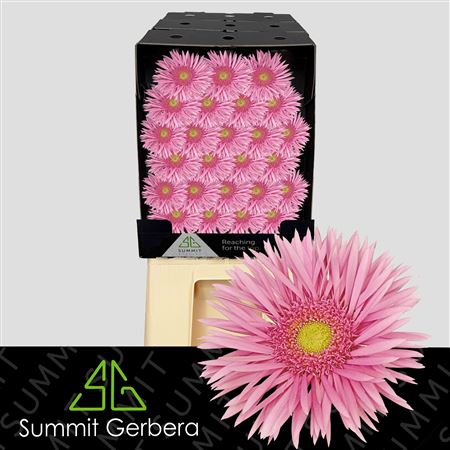 Germini - Gerbera - May