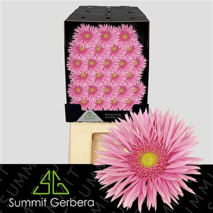 Germini - Gerbera - May