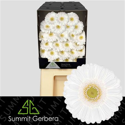 FeedSync:wholesale:0be57367a56b78a6ed4aa5e68c64056356b0713a