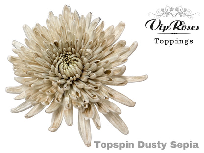 Chrysanthemum - Chrysanthemum (Indicum Grp) - Topspin Dusty Sepia