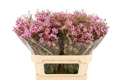 FeedSync:wholesale:21867d9afbab09e4fc6ff6446c87908f6fff2041