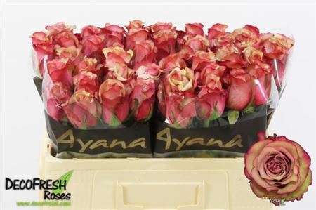 FeedSync:wholesale:fa11472e1eb8faad2859ccc9a709e04bf394bffd