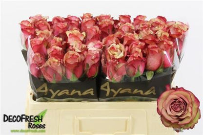 FeedSync:wholesale:fa11472e1eb8faad2859ccc9a709e04bf394bffd