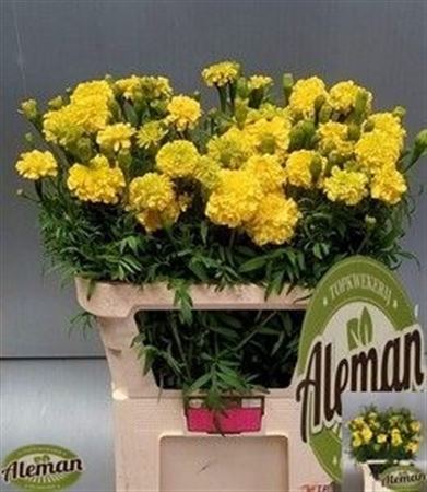 FeedSync:wholesale:c3ef02b6290848bdce82274c37aedb9fc396ed82