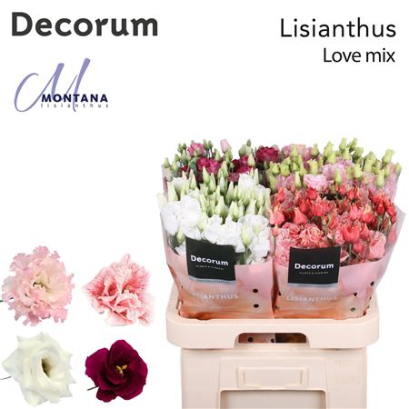 Double-Flowered Eustoma - Eustoma russellianum - Love Mix