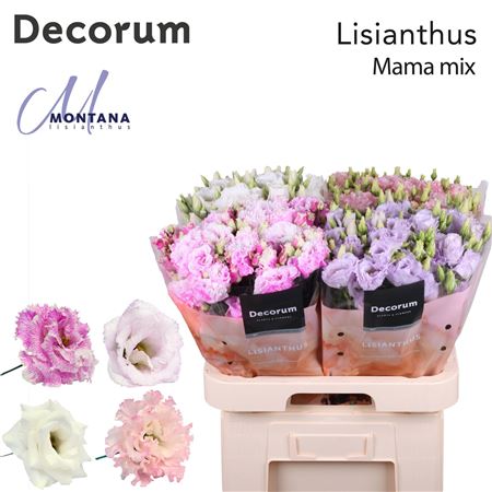 FeedSync:wholesale:f875ebaad7111489573cf0c4413f6ec6d1bd19cd