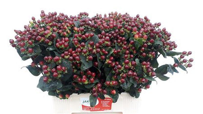 FeedSync:wholesale:4aec24c9e130d37ed47fa5733d03a3b08ed93624