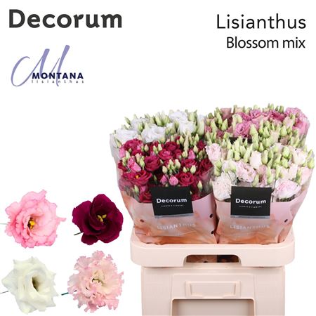 FeedSync:wholesale:4a88a8f9d85b03b5af4cedcd7bc038956438a8e5