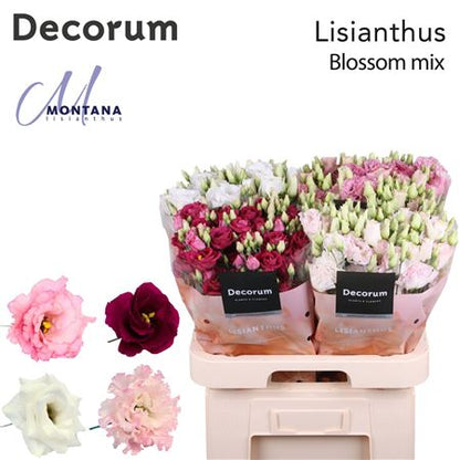 FeedSync:wholesale:4a88a8f9d85b03b5af4cedcd7bc038956438a8e5