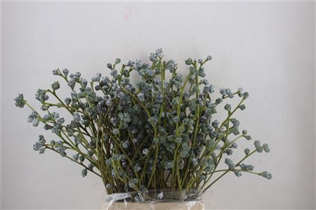 Eucalyptus Boule