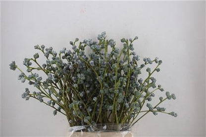 Eucalyptus Boule