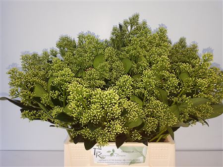 Skimmia Japonica Yuki