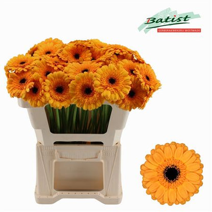 FeedSync:wholesale:e653c41524736418a6169f3a7a803e35a72916c4