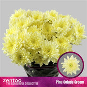 Chrysant Spray Pina Colada Cream
