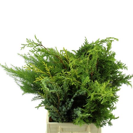 Conifer Mix - gemengd per bos