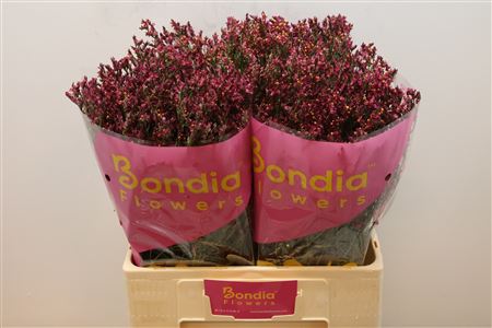 Limonium - Limonium sinense - Hildiascarl